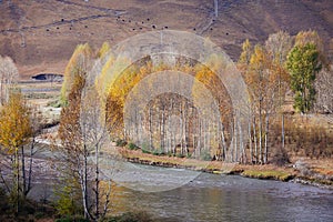 Yellow autumn village