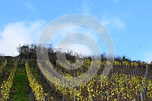 yellow autumn vineyards in late November