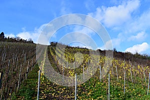 yellow autumn vineyards with most leaves already fallen