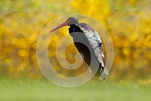 Yellow autumn wildlife. Black stork in the green forest habitat. Wildlife scene from nature. Bird Black Stork with red bill,