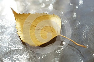 Yellow autumnal birch leaf on a sunny glass table