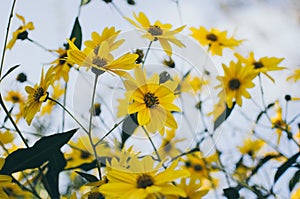 Yellow autumnal flowers.