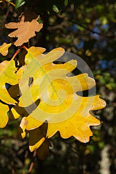 Yellow Autumnal Oak Leaf