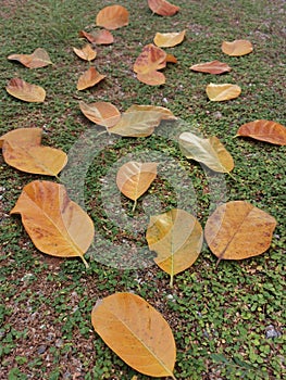 Yellow Autumnleaves