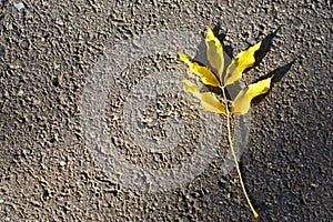 Yellow autunm leaf on an asphalt as a texture.
