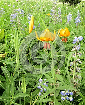 Yellow avalanche lily, Erythronium grandiflorum and blue lupines