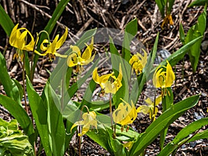 Yellow Avalanche Lily - Glacier Lily - Dogtooth Fawn Lily