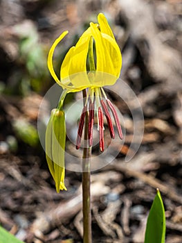 Yellow Avalanche Lily - Glacier Lily - Dogtooth Fawn Lily