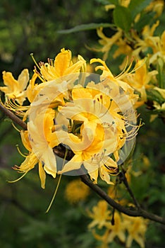 Yellow azalea. Beautiful fresh rododendron flower