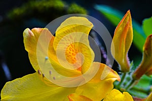 Yellow Azalea Bud