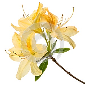 Yellow Azalea Flower