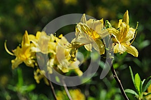 Yellow Azalea flower, latin name Rhododendron Luteum, in full blossom