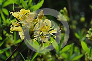 Yellow Azalea flower, latin name Rhododendron Luteum, in full blossom,