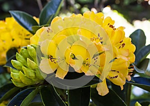 Yellow Azalea flower