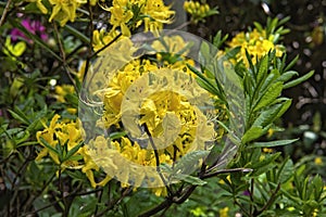 Yellow azalea flowers