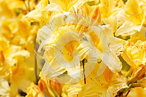 Yellow azalea rhododendron flowers in full bloom