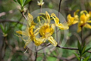 Yellow azalea rhododendron luteum flowers