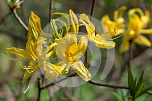 Yellow azalea rhododendron luteum flowers