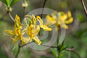 Yellow azalea rhododendron luteum flowers