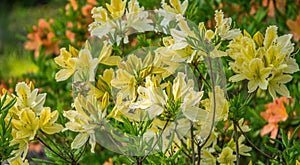 Yellow Azalea, Rhododendron molle, bush blooming in springtime