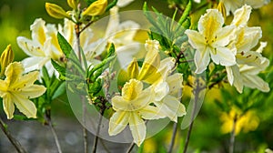 Yellow Azalea, Rhododendron molle, bush blooming in springtime