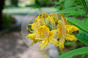 Yellow azalia flower. close up.