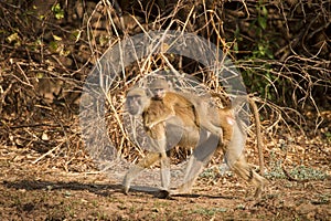 Yellow baboon photo