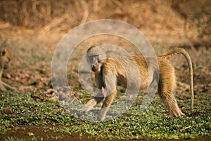 Yellow baboon photo