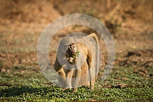 Yellow baboon photo