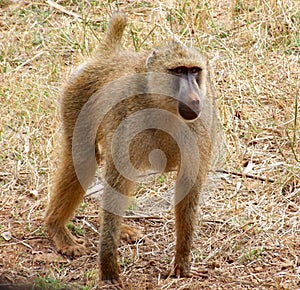 Yellow baboon on the ground at Tsavo East National Park