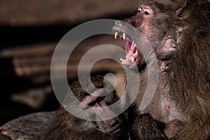 Yellow baboon Papio cynocephalus with its mouth wide open