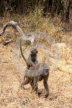 Yellow Baboon troop in natural protected habitat in southern Tanzania