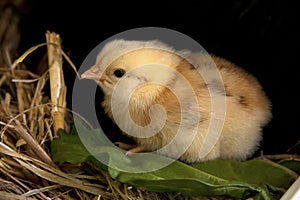 Yellow Baby Chick