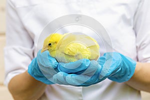 yellow baby chick in hand veterinarian in medical gloves. examination, treatment, vaccination, prevention of diseases