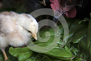 Yellow Baby Chick With Mother Hen