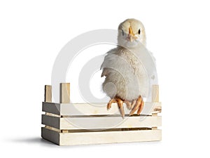 Yellow baby chick on white