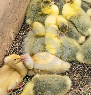 Yellow baby chicken for sale  at the Alteburger Market