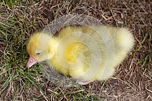 Yellow baby chicken for sale  at the Alteburger Market