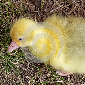 Yellow baby chicken for sale  at the Alteburger Market