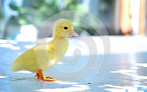 A yellow baby duck