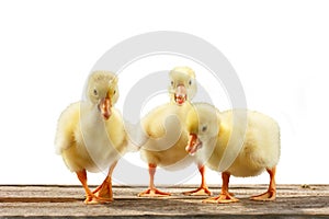 Yellow baby geese ducks on a white background isolation