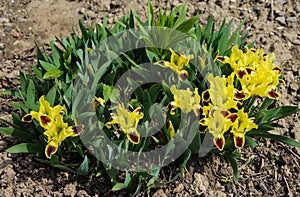 Yellow Baby Iris photo