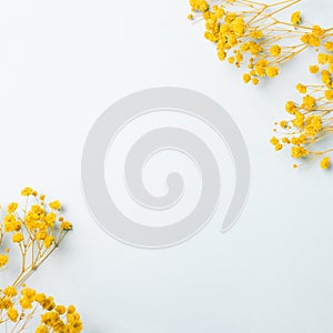 Yellow baby`s breath, gypsophila dry flowers on light blue background