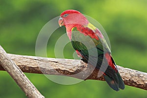 Yellow-back chattering lory