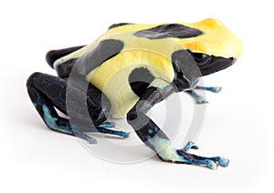 Yellow back poison dart frog