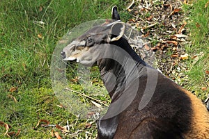 Yellow-backed duiker photo