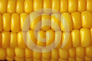 Yellow background of corn. Corn on cob on rustic wooden table an