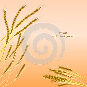 On a yellow background, ears of ripe wheat