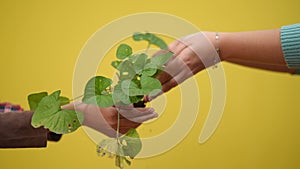 Yellow background with female hands passing green plant. Unrecognizable young woman giving herb to adolescent teenager