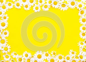 Yellow background with white beautiful daisies
